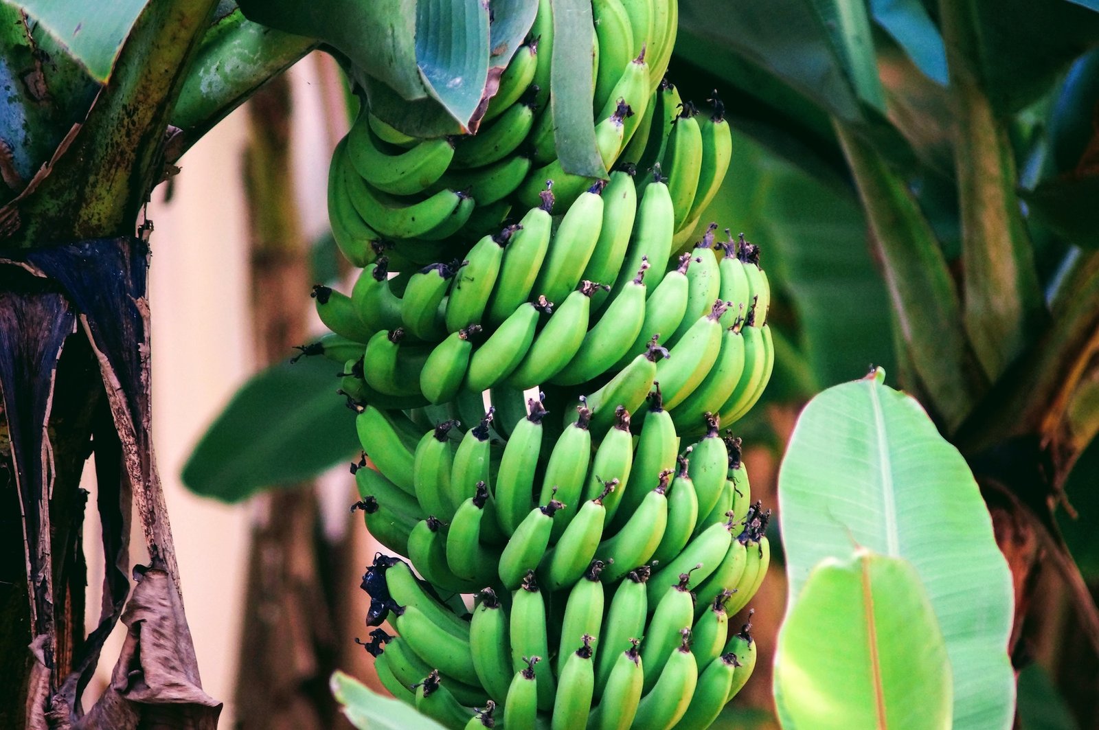 what-are-green-bananas-good-for-diet-detective-rd